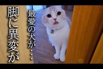 犬の身体の異変に気づき知らせにきた猫について行った結果
