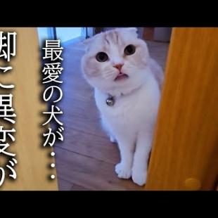 犬の身体の異変に気づき知らせにきた猫について行った結果