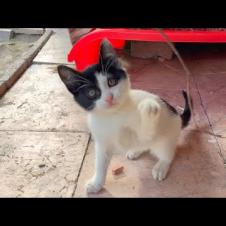 Little kitten living on the street has a lot of fun playing