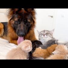 Mom Cat Feels Safe Next to Giant Dog while caring for Kittens