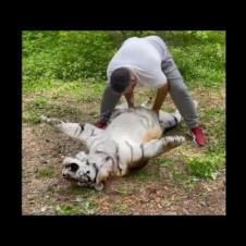 tiger love belly rub so much by owner video