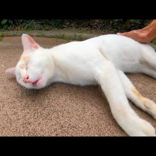 公園で寝転ぶ猫ちゃん一旦は逃げようとしたけどやっぱり出てきてゴロンゴロン寝転んだ