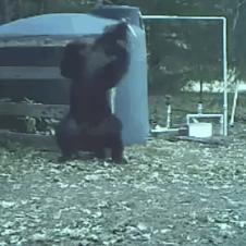 급소를 가격당한 곰