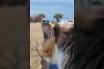 公園のベンチに座っていたら猫がトコトコ歩いてきて膝の上に乗ってきた