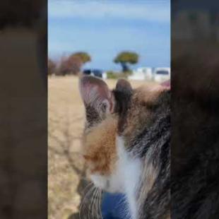 公園のベンチに座っていたら猫がトコトコ歩いてきて膝の上に乗ってきた