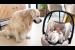 Golden Retriever Meets Newborn Baby for the First Time