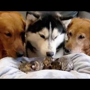 Two Golden Retrievers & Husky Welcomes Cute Litter Of Newborn Kittens