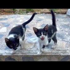 Hungry orphaned kittens meow loudly for food