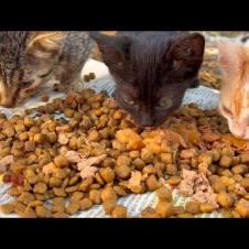 Feeding street cats is good for my soul