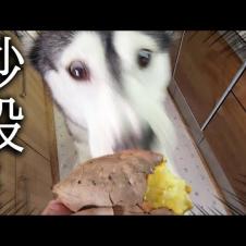 生まれて初めて焼き芋を食べた猫と犬の反応がこちらです...