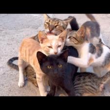 Hungry sibling kittens force mother cat to lie down to drink milk