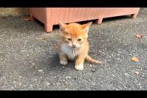 🐾💔 He Just Wants to Be Loved! The Touching Story of a Little Kitten