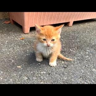 🐾💔 He Just Wants to Be Loved! The Touching Story of a Little Kitten