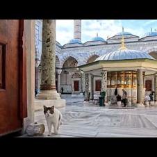 モスクに入ろうとすると猫が入口まで出迎えに来てくれた