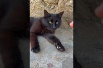 😼✨ VIP Rest Area: Kitten Made a Place for Himself🐾#shorts #kitten #cat #catlove #cute #animals