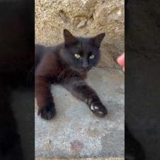 😼✨ VIP Rest Area: Kitten Made a Place for Himself🐾#shorts #kitten #cat #catlove #cute #animals