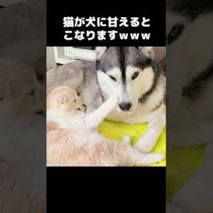 猫が犬に甘えるとこうなります...笑#shorts