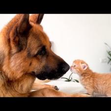 German Shepherd Reacts to Kitten's Love