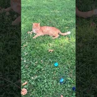 Timid orange cat wants to play, meow #shorts #kitten #cute #animals #cat #kitten #animals #cats