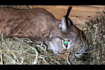 РЫСИ КАЙФУЮТ ОТ ОСОБЕННОГО СЕНА / Как проходит кормление и уборка у бобкэта Руфуса