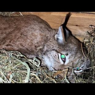 РЫСИ КАЙФУЮТ ОТ ОСОБЕННОГО СЕНА / Как проходит кормление и уборка у бобкэта Руфуса