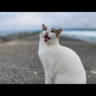 防波堤の上の猫ちゃん、撫でると返事をしてカワイイ