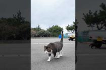 漁港近くの石のベンチに座るとキジ白猫と茶トラ猫が寄ってきた #ImpressedCatVideo #catisland #猫