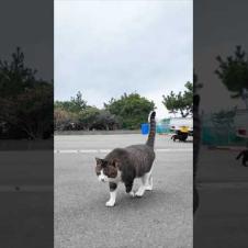 漁港近くの石のベンチに座るとキジ白猫と茶トラ猫が寄ってきた #ImpressedCatVideo #catisland #猫