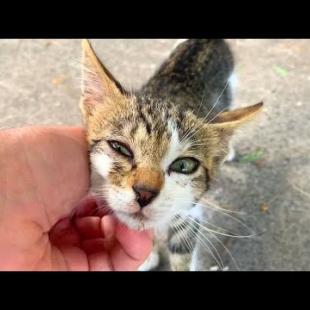 Homeless kittens are waiting for me for love and food