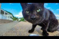 猫島の閉店カフェ付近にいた黒猫ちゃんにちゅーる差し入れしてみた🐾
