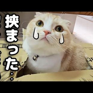 挟まって泣いてる猫に秒で駆け付け救助する犬達がこちらです...