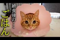 絶食で腹ペコの子猫にごはんをあげたら大変なことに...