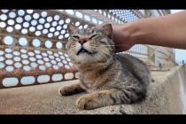 甘え方がプロ級!防波堤のキジトラ猫が可愛すぎて心が浄化される…