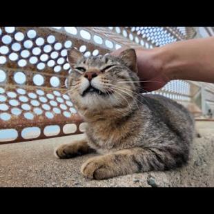 甘え方がプロ級！防波堤のキジトラ猫が可愛すぎて心が浄化される…