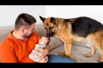 A Loyal German Shepherd Loves to Be Around a Newborn Baby!