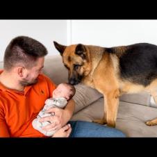 A Loyal German Shepherd Loves to Be Around a Newborn Baby!