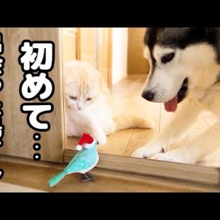 子猫とハスキー犬に大好きな鳥さんをプレゼントしたらこうなっちゃいました...