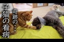 犬が病院から戻り心配性の子猫が看病を始めたら...