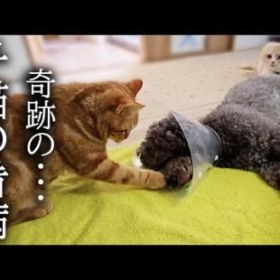 犬が病院から戻り心配性の子猫が看病を始めたら...
