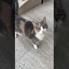 😻💨 Beautiful-Eyed Cat Talking to Me! This Love Can't Be Resisted by the Heart#shorts #cat #animals