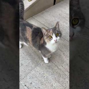 😻💨 Beautiful-Eyed Cat Talking to Me! This Love Can't Be Resisted by the Heart#shorts #cat #animals