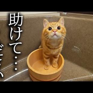 ニャーニャー子猫の泣き声が、急いで駆けつけるとお風呂で助けを...