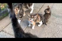 Kittens follow mother cat to drink milk