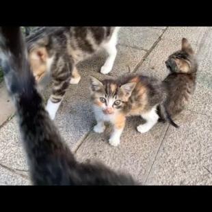 Kittens follow mother cat to drink milk