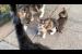 Kittens follow mother cat to drink milk