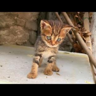 😺💥 Little Ninja Cats! Karate Moves + Wrestling + Crazy Chase