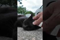 駐車場に横たわる黒猫