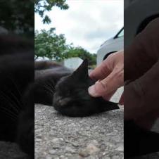 駐車場に横たわる黒猫