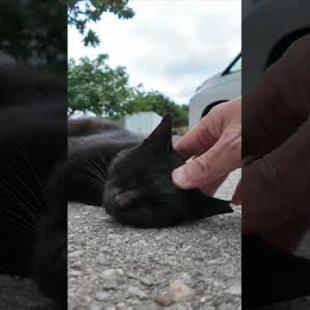 駐車場に横たわる黒猫