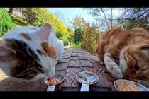 ワンワン猫はこの地域のボス?! 食べ終わったあと「お前ら食っていいぞ」と去っていく貫禄がスゴい